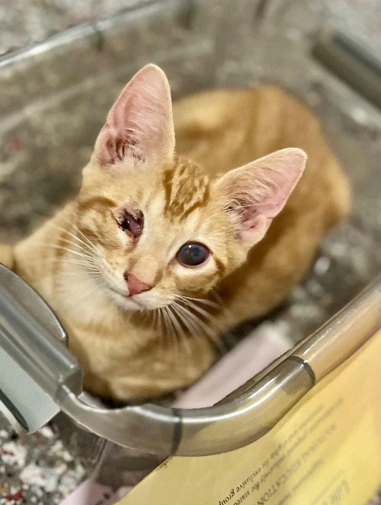 A baby medium-sized male Orange / Red Domestic Short Hair cat named Golden Oreo for adoption in Cromwell, KY