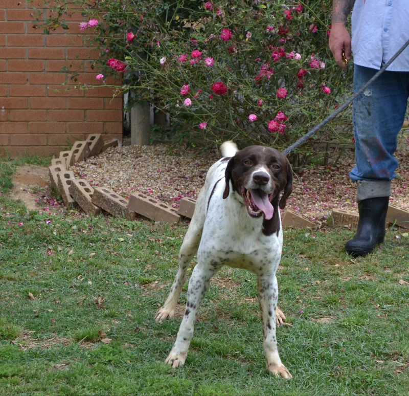 An adult large-sized male German Shorthaired Pointer dog named Root for adoption in Jackson, LA