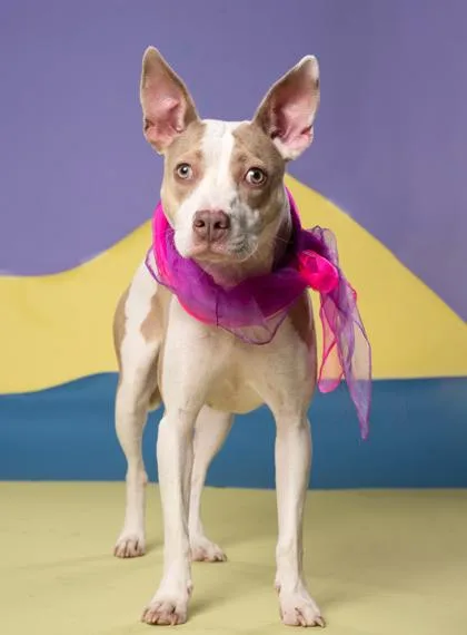 An adult medium-sized female Mixed Breed dog named Tazzy for adoption in Atlanta, GA
