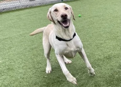An adult large-sized male Labrador Retriever dog named Ducky for adoption in Independence, MO