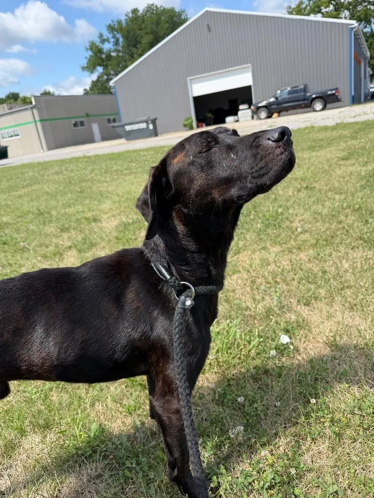 A young small-sized male Affenpinscher dog named Zuko for adoption in Pierceton, IN