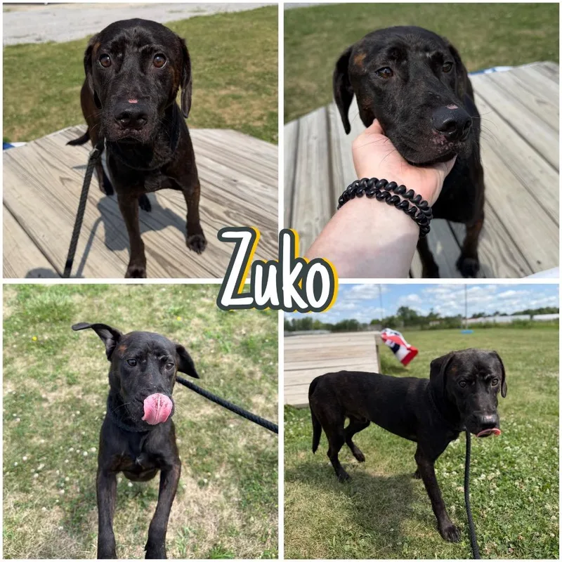 Zuko thumbnail 5