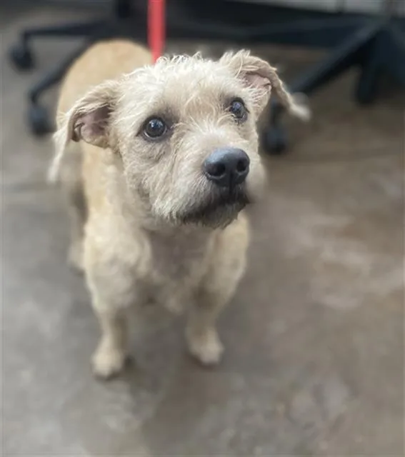 A young medium-sized female Mixed Breed dog named Patty for adoption in Dallas, TX