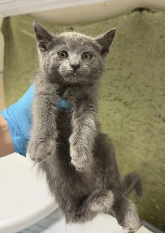 A baby small-sized female Domestic Short Hair cat named Smokey for adoption in Riverside, CA
