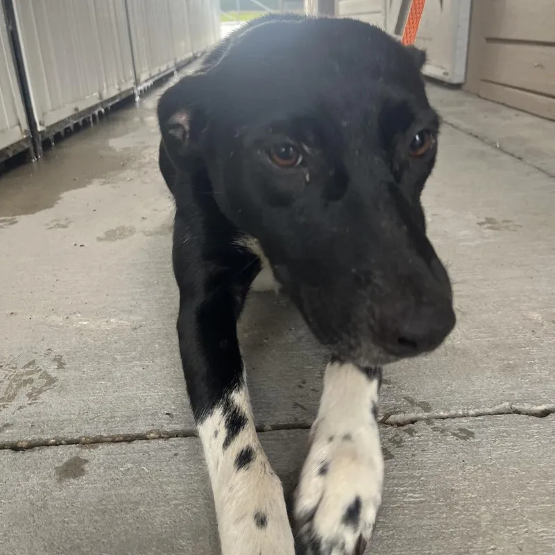 An adult medium-sized female Black Mixed Breed dog named Benoit for adoption in Lake Panasoffkee, FL