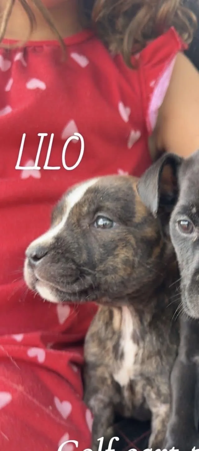 Lilo thumbnail 3