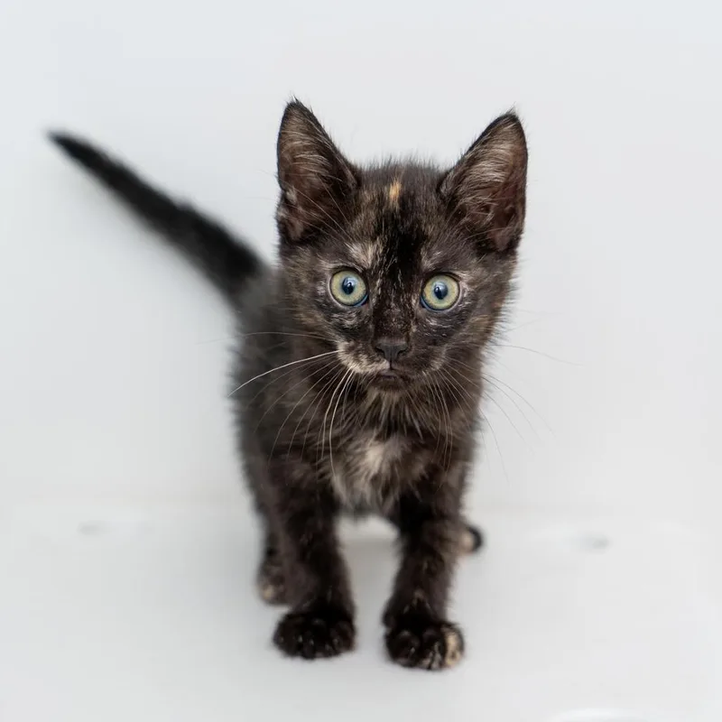 A baby small-sized female Tortoiseshell Domestic Short Hair cat named Castor Oil for adoption in New York, NY