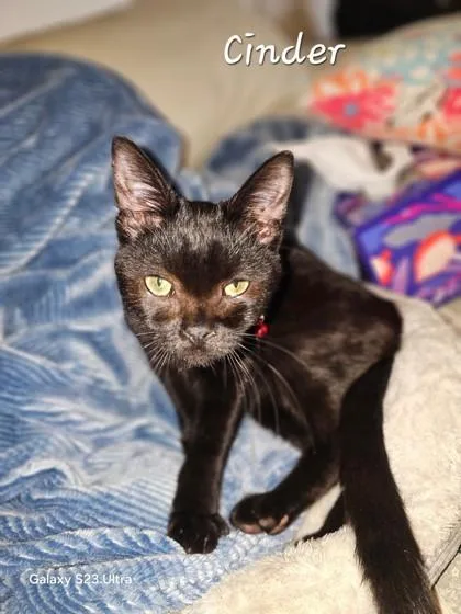 An adult small-sized male Domestic Short Hair cat named Cinder for adoption in Fairfax, VA