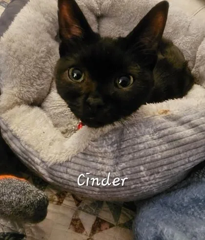 Cinder thumbnail 2