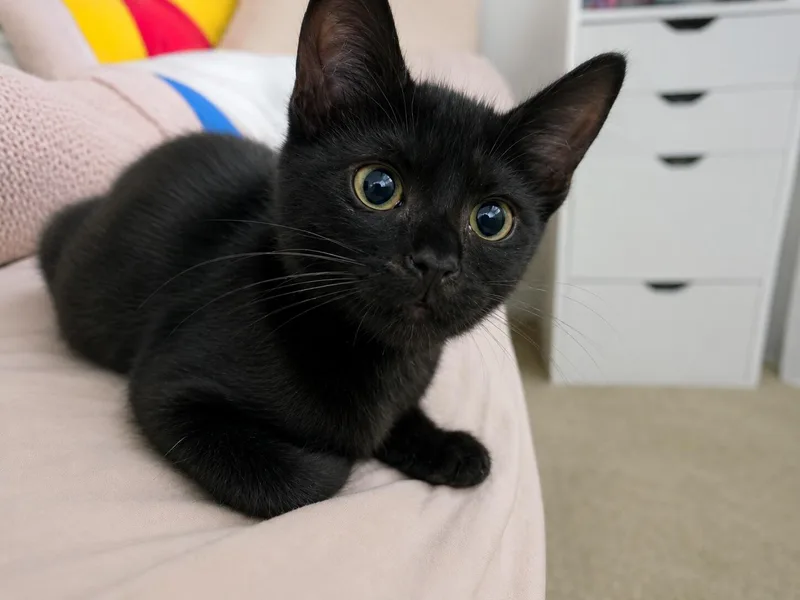 A baby medium-sized female Bombay cat named Maxine D for adoption in Fresno, CA