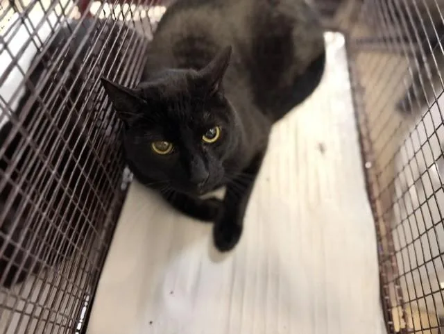 An adult small-sized male Domestic Short Hair cat named Bociha for adoption in Miami, FL