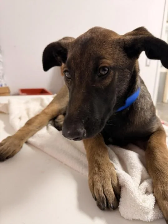 A young medium-sized female German Shepherd Dog dog named Houston for adoption in Los Angeles, CA