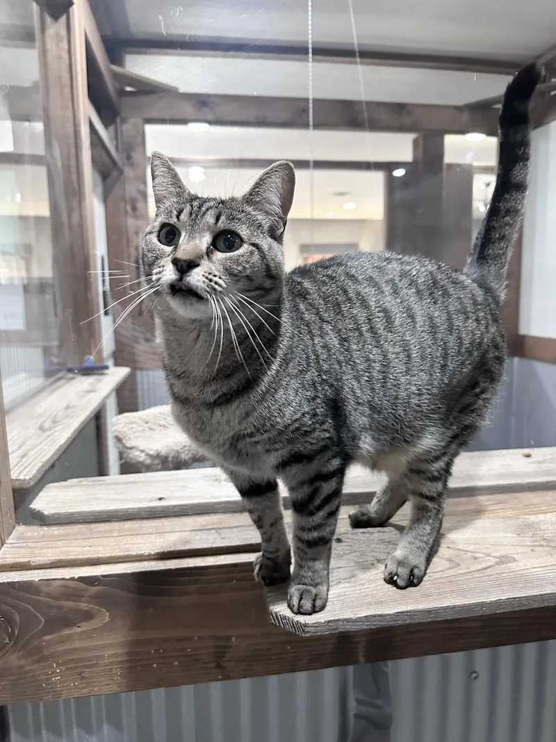 An adult medium-sized female Tabby (Gray / Blue / Silver) Domestic Short Hair cat named Molly for adoption in Fredericksburg, OH