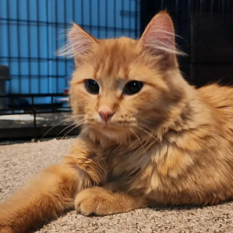 An adult medium-sized female Domestic Medium Hair cat named Mama Brown for adoption in Blaine, MN