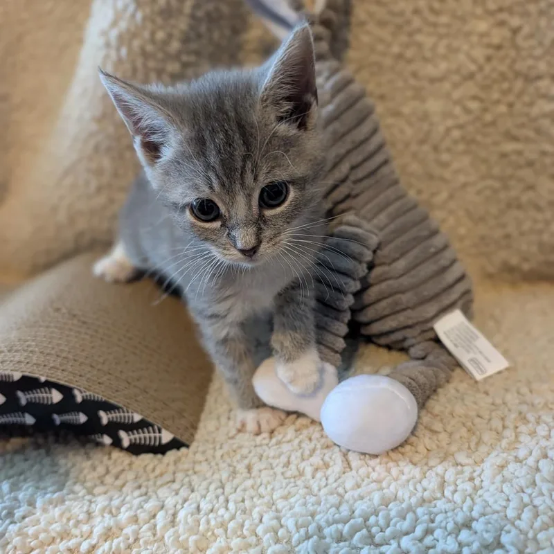 A baby small-sized male Gray / Blue / Silver Domestic Short Hair cat named Jeter for adoption in Alexandria, VA