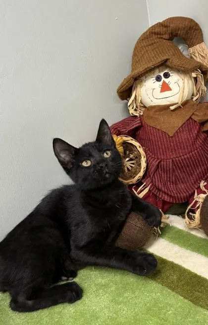 A baby medium-sized male Domestic Short Hair cat named Twig for adoption in Picayune, MS