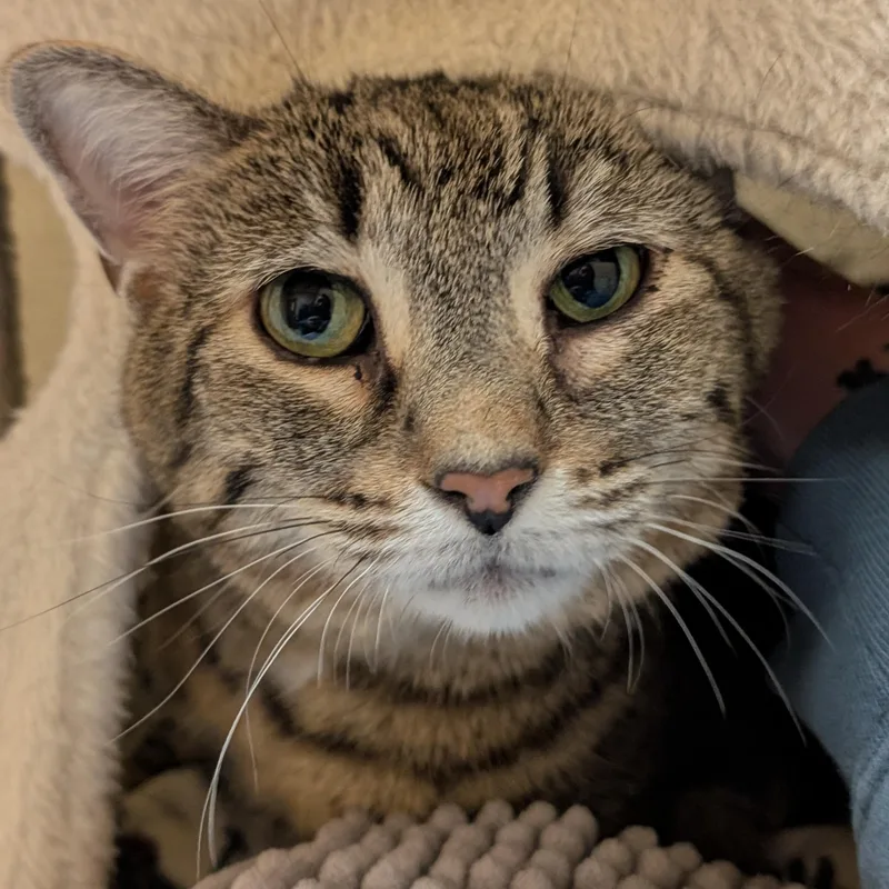 Binkie  Reduced Fee! thumbnail 2