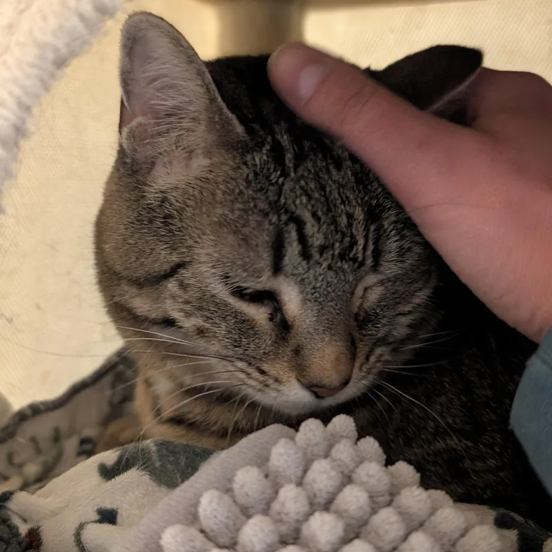 Binkie  Reduced Fee! thumbnail 3