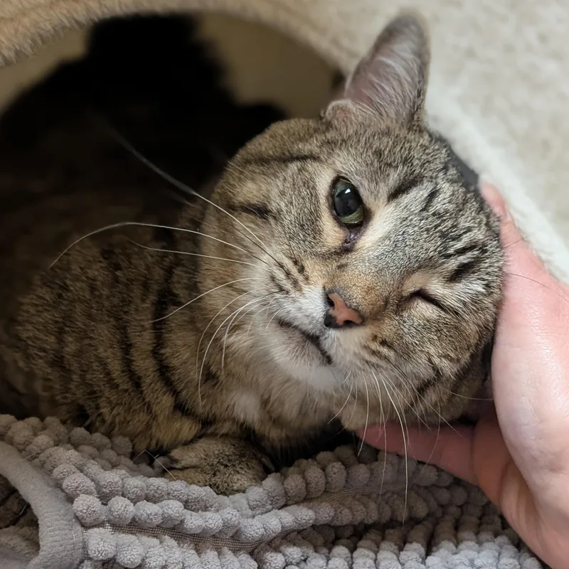 Binkie  Reduced Fee! thumbnail 4