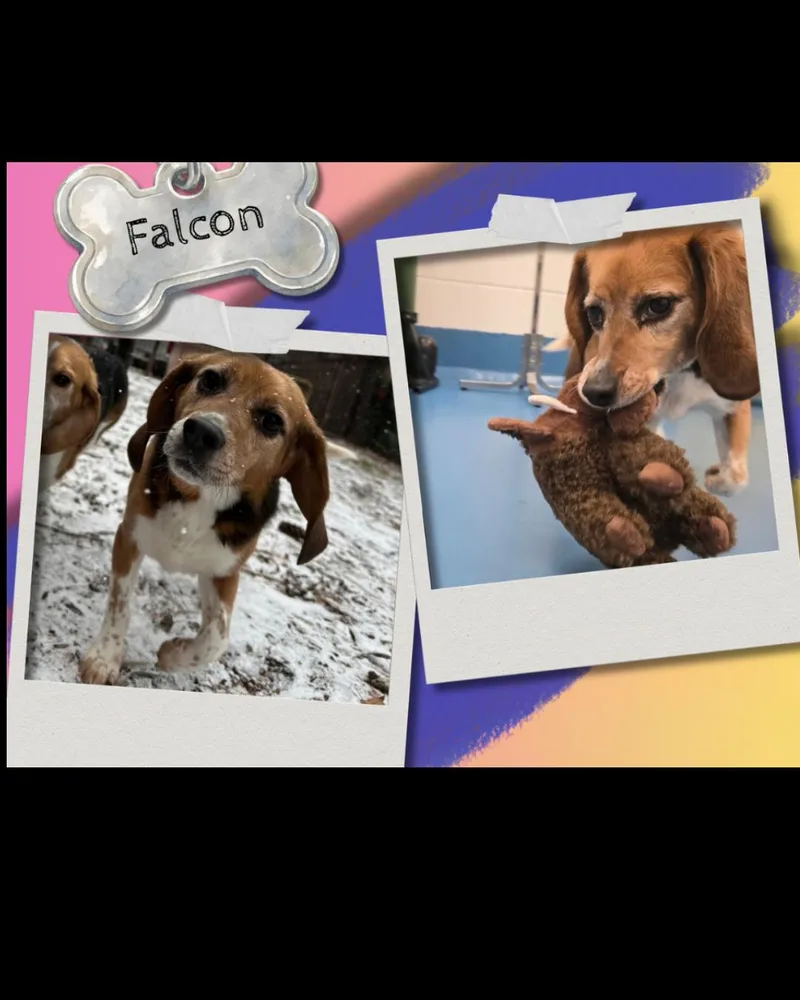 An adult medium-sized male Tricolor (Brown, Black, & White) Beagle dog named Falcon for adoption in Bothell, WA