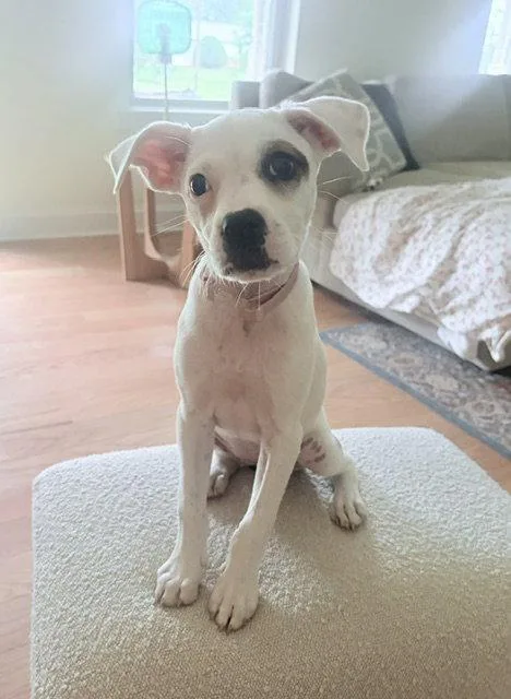 A baby medium-sized female Boxer dog named Dolly for adoption in Doylestown, PA