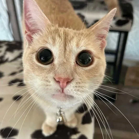 An adult small-sized female Buff / Tan / Fawn Domestic Short Hair cat named Tart for adoption in Coralville, IA