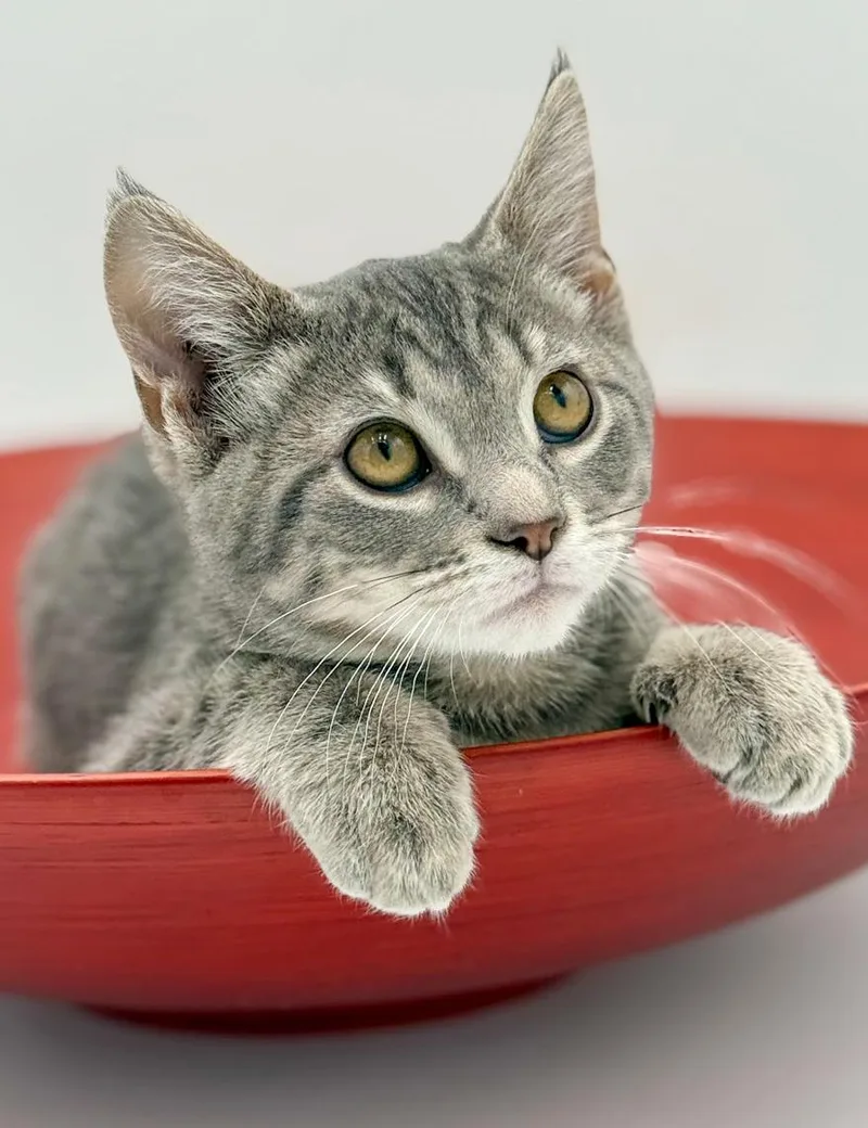 Boba Is Baby Brilliance! thumbnail 2