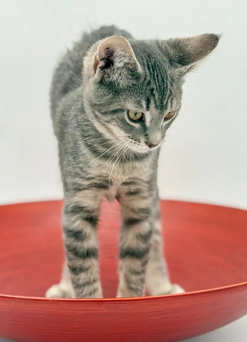 Boba Is Baby Brilliance! thumbnail 3