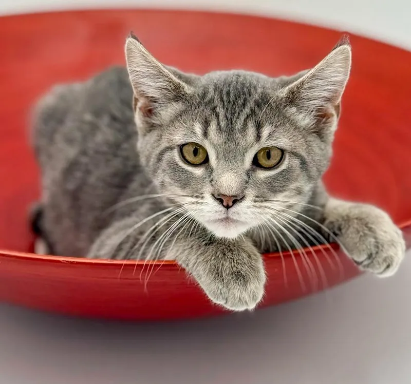 Boba Is Baby Brilliance!