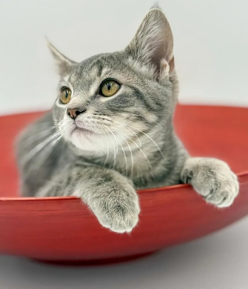 Boba Is Baby Brilliance! thumbnail 4