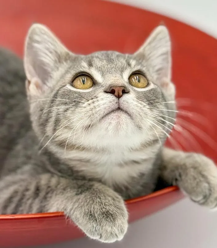 Boba Is Baby Brilliance! thumbnail 6