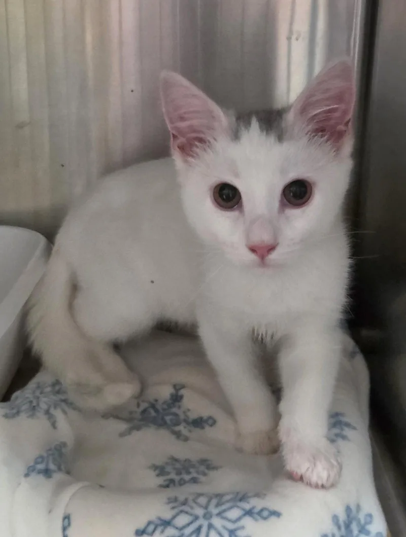 A baby medium-sized male Domestic Short Hair cat named Ghost for adoption in Trenton, NJ