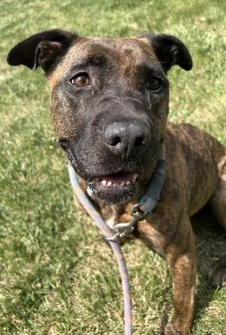 An adult medium-sized female Pit Bull Terrier dog named Marie for adoption in Dayton, OH