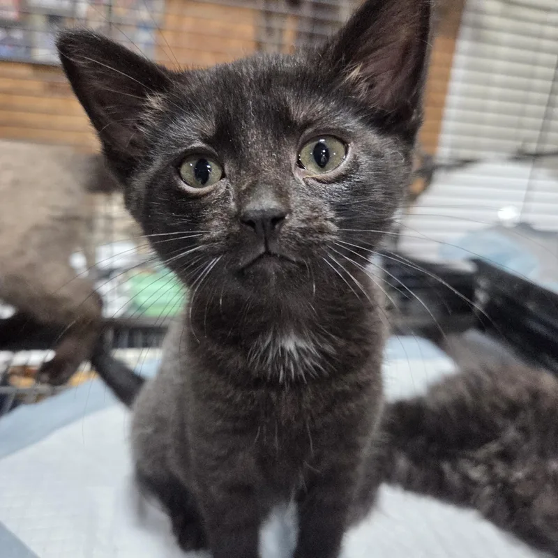 A baby small-sized female Black Domestic Short Hair cat named Baby Bear for adoption in Columbia, MO