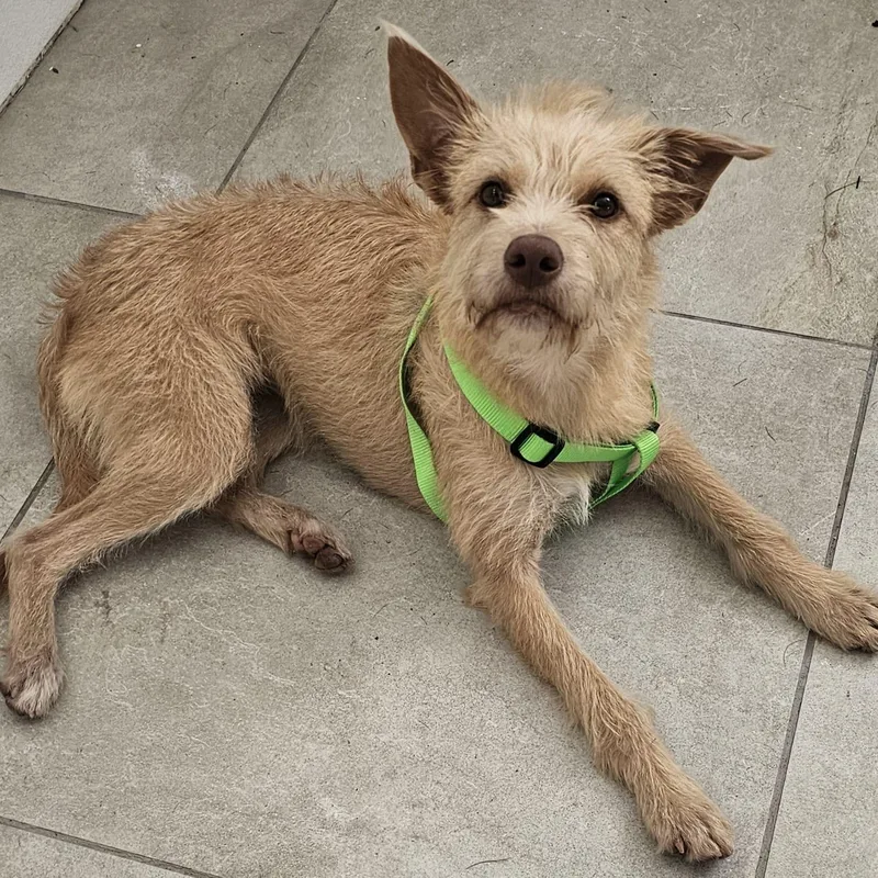 Gigi Pepper thumbnail 3