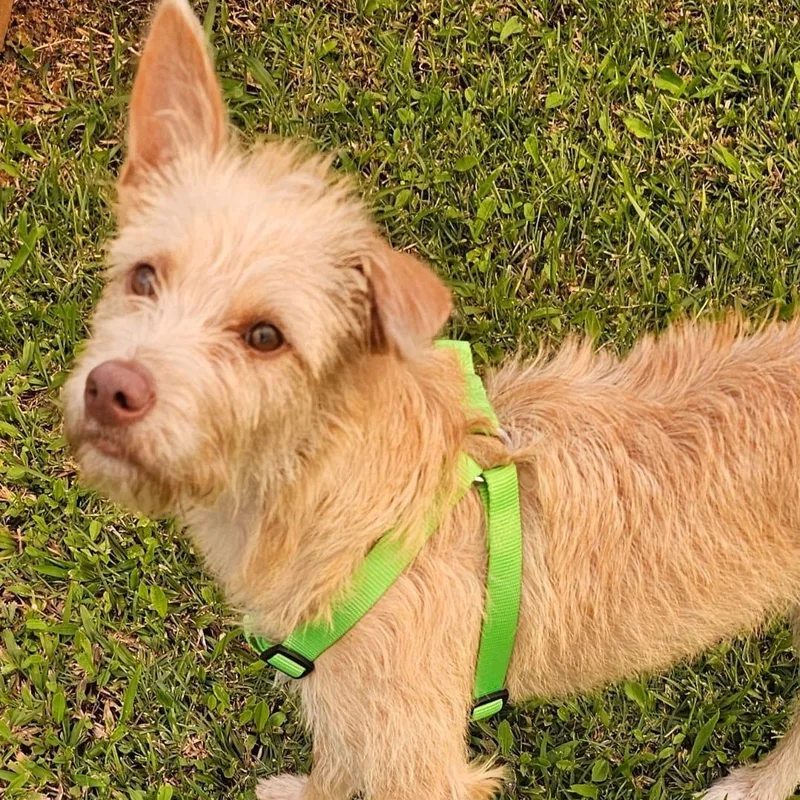 Gigi Pepper thumbnail 4