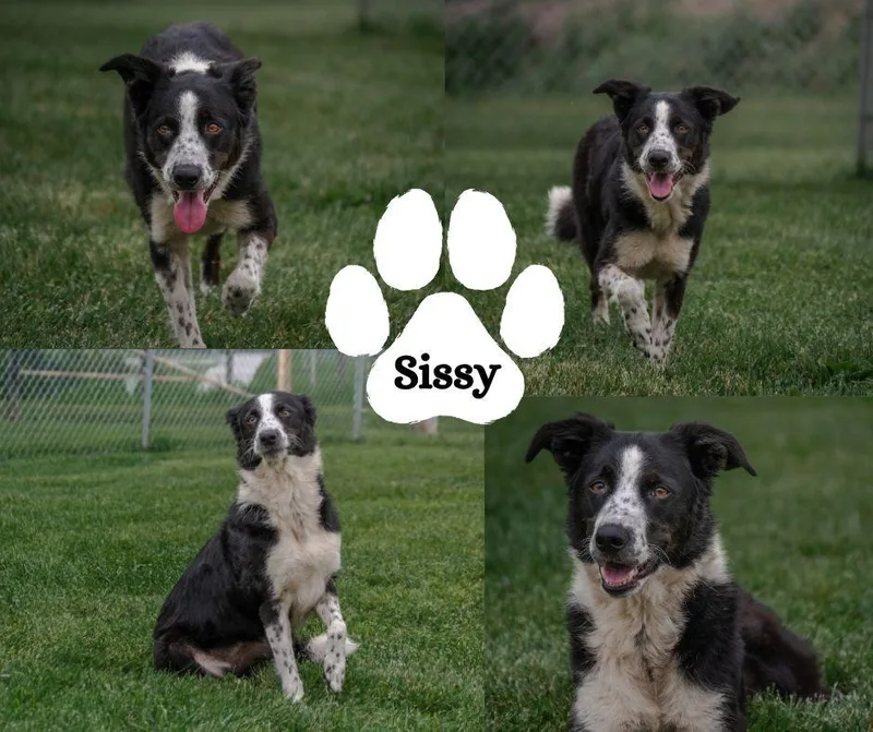 An adult medium-sized female Black Border Collie dog named Sissy for adoption in Winchester, KY