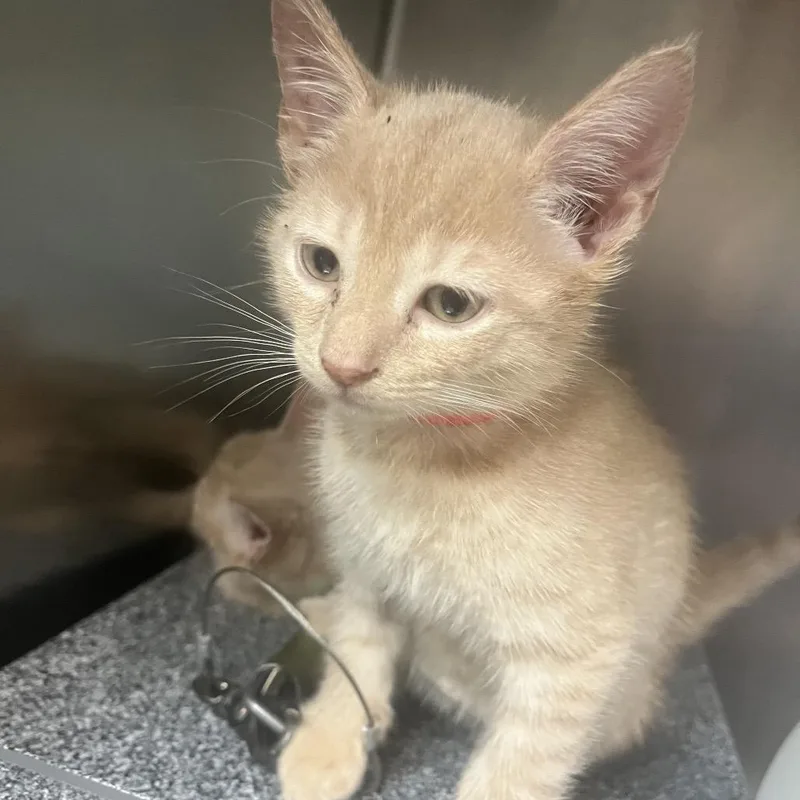 A baby small-sized male Buff / Tan / Fawn Domestic Short Hair cat named Love Jones for adoption in Newark, NJ