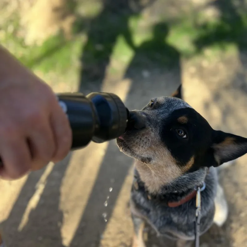 Archie thumbnail 3
