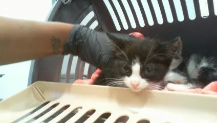 A baby small-sized female Domestic Short Hair cat named Eleanor Roosevelt for adoption in Charlotte, NC