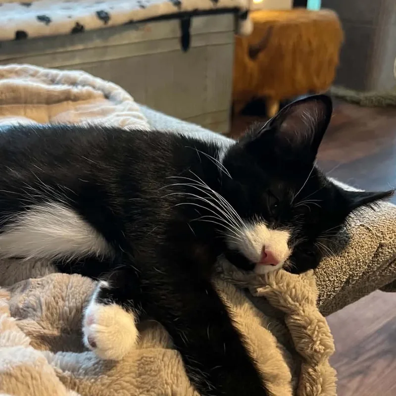 A baby small-sized male Black Domestic Short Hair cat named Derry for adoption in Waynesboro, PA