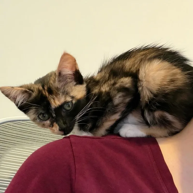 A baby small-sized female Calico Domestic Short Hair cat named Chai for adoption in Tustin, CA