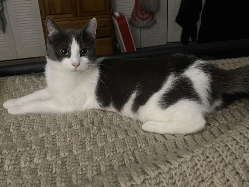 A young medium-sized female Gray & White Domestic Short Hair cat named Odette for adoption in Gaylordsville, CT