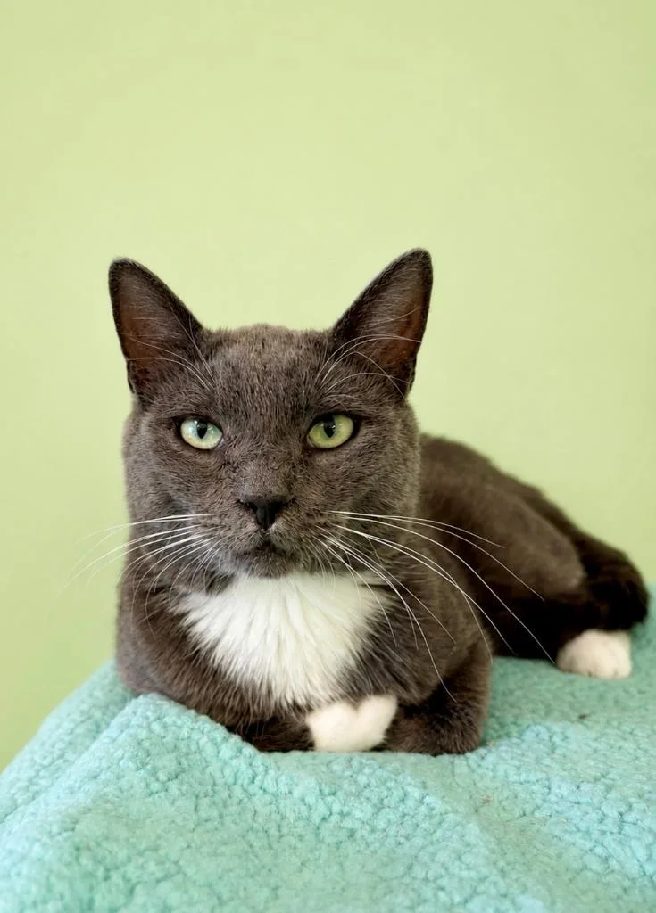 An adult medium-sized male Domestic Short Hair cat named Orville for adoption in Rock Springs, WY