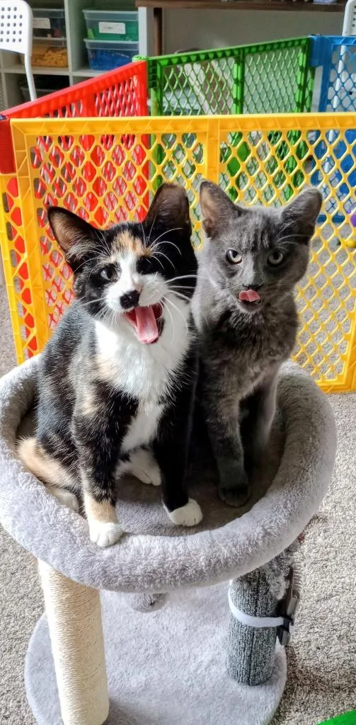 A baby small-sized female Domestic Short Hair cat named Marie for adoption in Minneapolis, MN