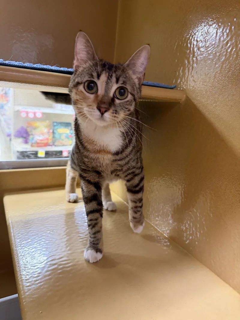 A young medium-sized female Domestic Short Hair cat named Penny for adoption in Pompano Beach, FL