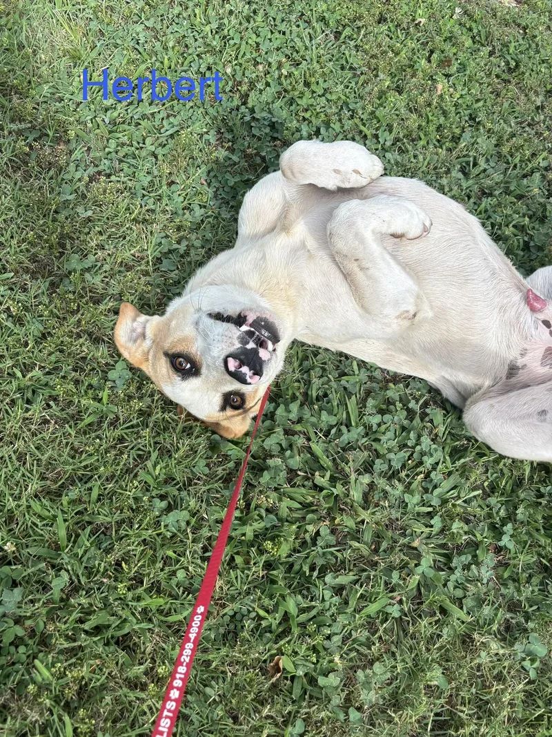 An adult medium-sized male American Foxhound dog named Hunter for adoption in Welling, OK