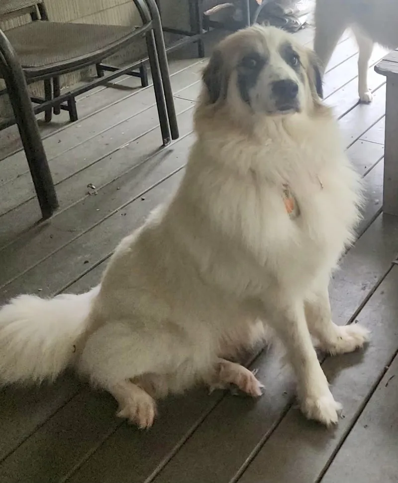An adult large-sized female Great Pyrenees dog named Meadow for adoption in Pittsburgh, PA