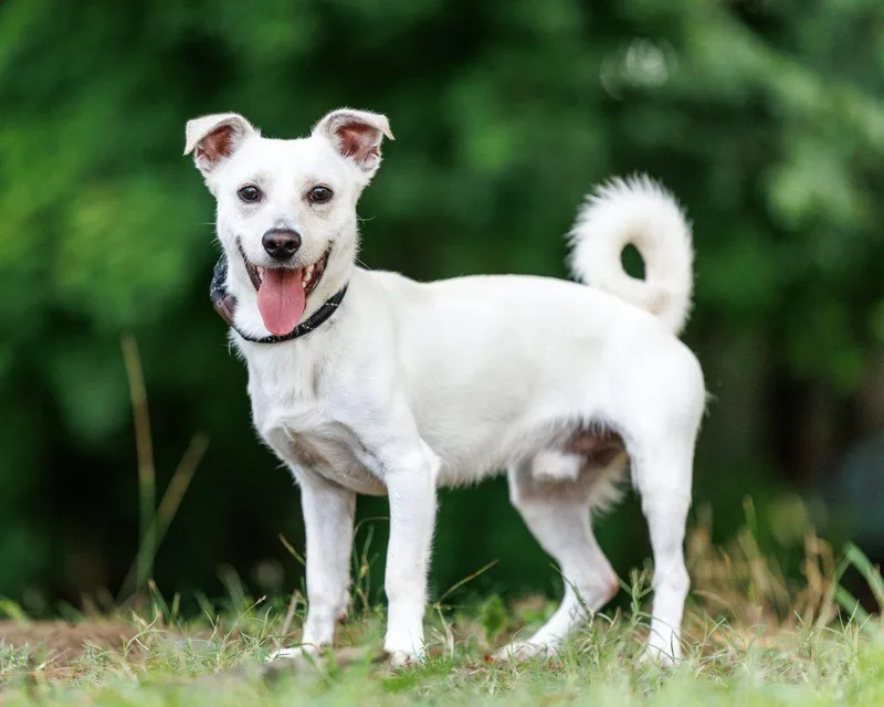An adult small-sized male Mixed Breed dog named Banjo for adoption in Durham, NC