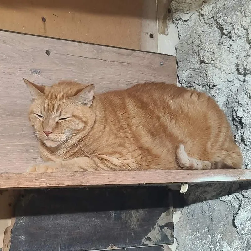 A senior extra large-sized male Orange / Red Domestic Short Hair cat named Cheeto for adoption in Hemet, CA